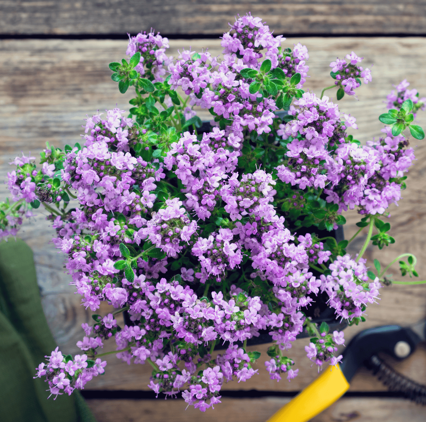 Creeping Thyme Thymus Serpyllum Bulk Flower Seeds