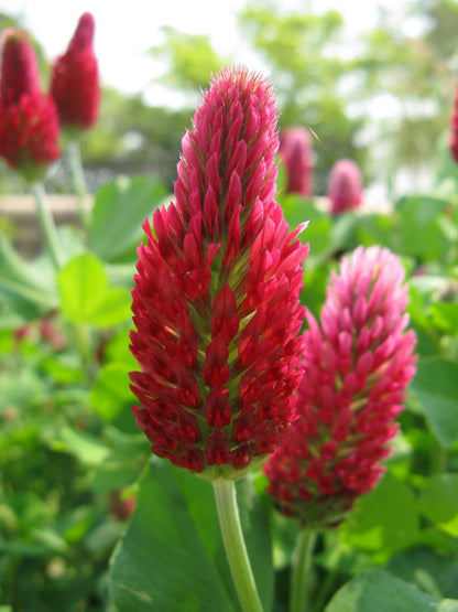 Clover Trifolium Incarnatum – Crimson Red Garden Seeds