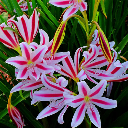 Crinum Lily Herbertii – Garden Herb Seeds