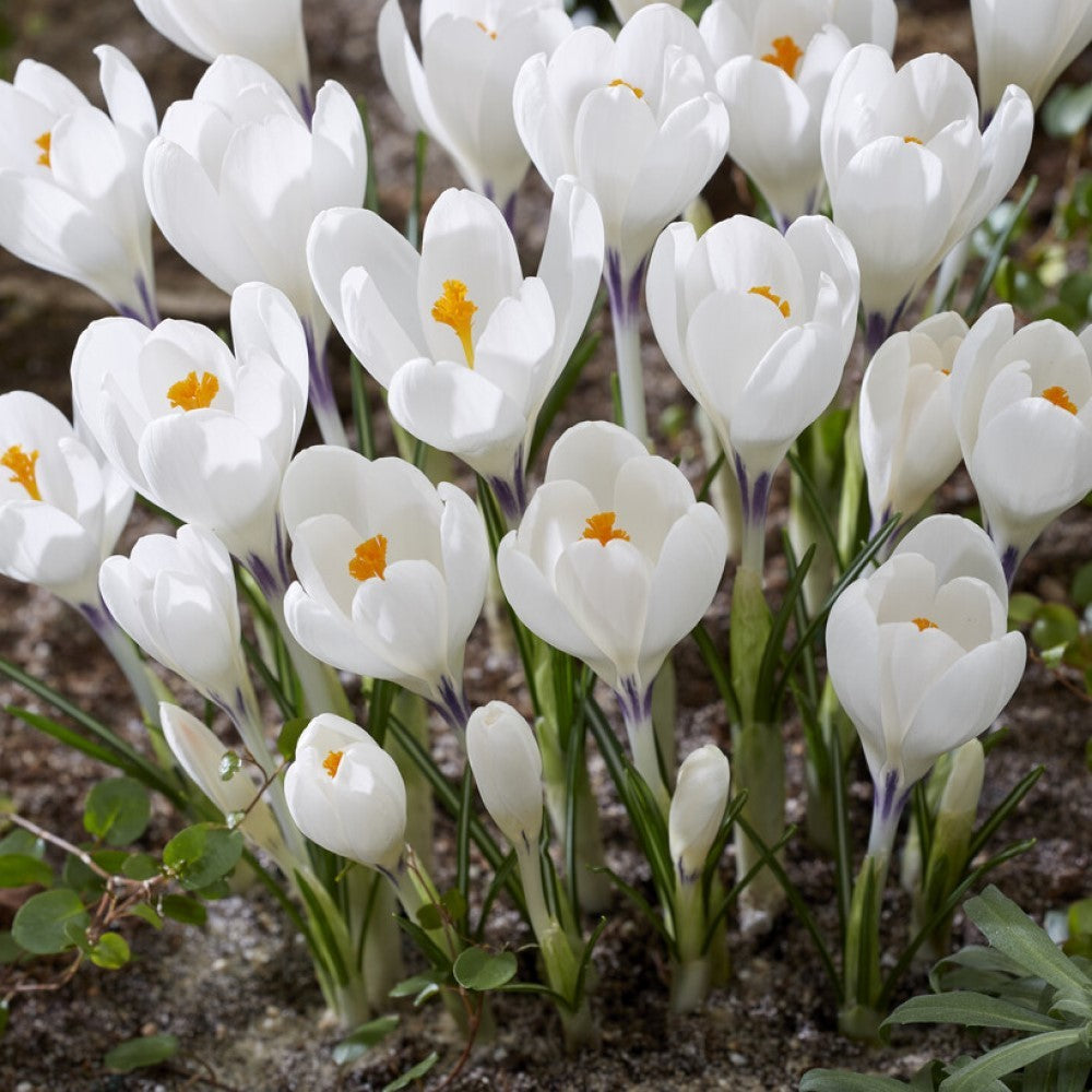 White Saffron Crocus Bulbs – Rare White Flowering Crocus for Gardens