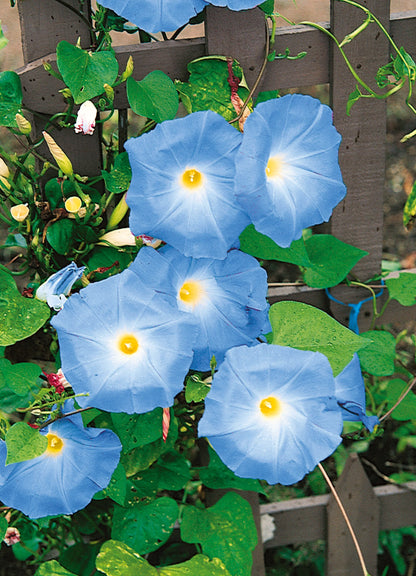Violet Hige Ipomoea – Garden Flower Seeds