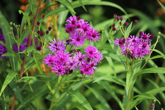 Common Ironweed Vernonia – Colorful Perennial Wildflower Seeds