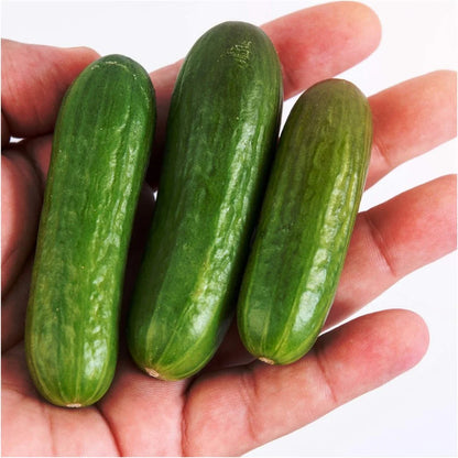 Mini Snack Cucumber Seeds – Compact Plants and Easy Growing