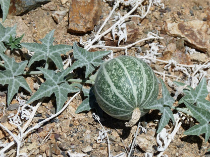 Buffalo Coyote Gourd – Climbing Vegetable Garden Seeds