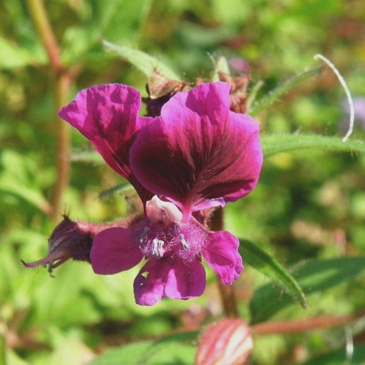 Cuphea viscosissima Seeds – Blue Waxweed, Heirloom, Non-GMO, Pollinator-Friendly Annual