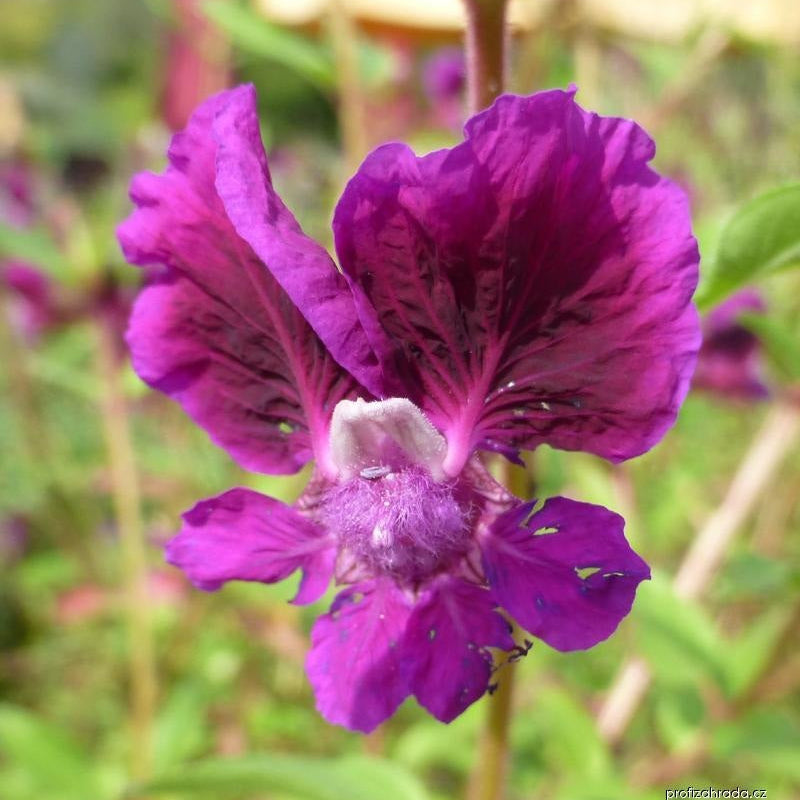 Cuphea viscosissima Seeds – Blue Waxweed, Heirloom, Non-GMO, Pollinator-Friendly Annual