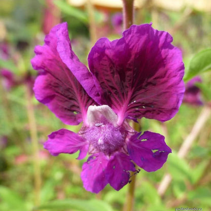 Cuphea viscosissima Seeds – Blue Waxweed, Heirloom, Non-GMO, Pollinator-Friendly Annual