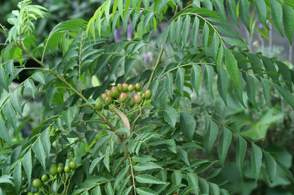 Murraya Koenigii Seeds Curry Leaf Plant Fragrant & Flavorful Herb for Home Garden