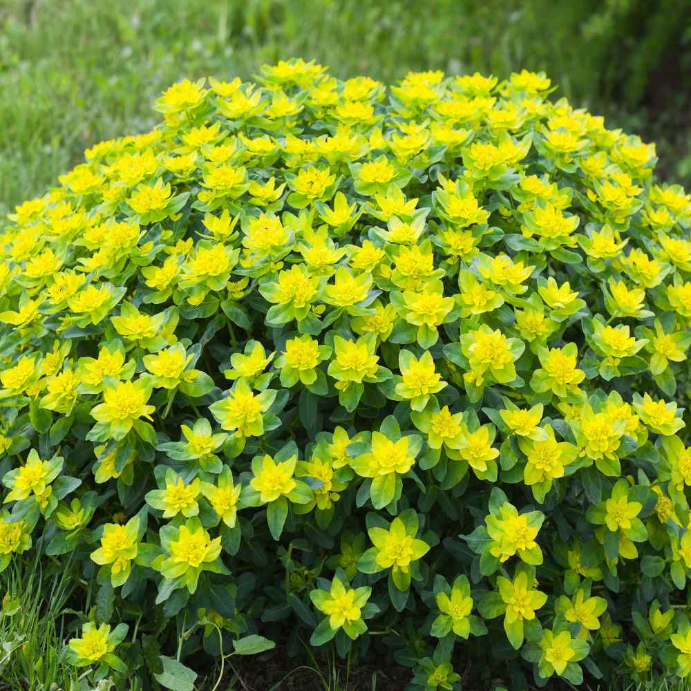 Cushion Spurge Euphorbia Polychroma – Garden Flower Seeds