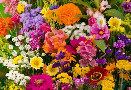 Flower Seed Assortment – Mixed Garden Flower Seeds