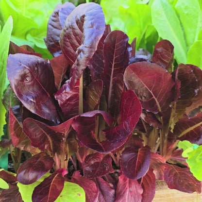 Red Romaine Lettuce – Vegetable Garden Seeds