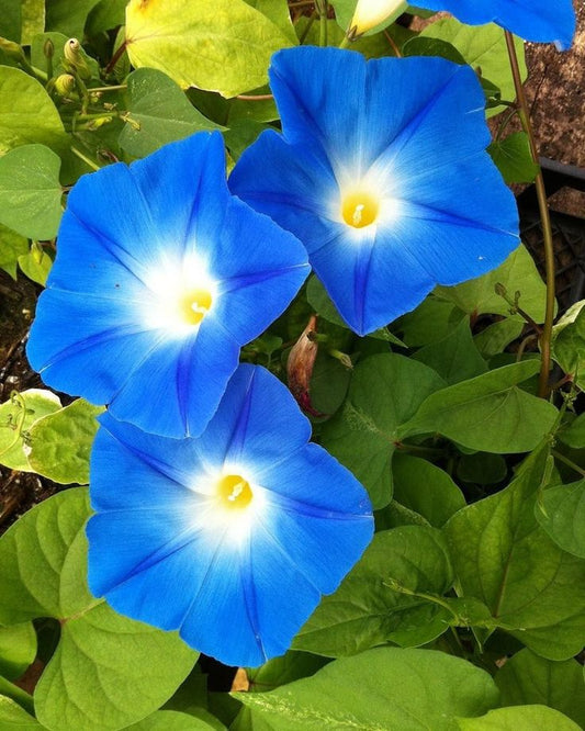 Matsushima Japanese Morning – Garden Flower Seeds