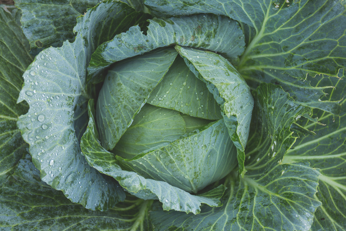 Rare Giant Russian – Garden Vegetable Seeds