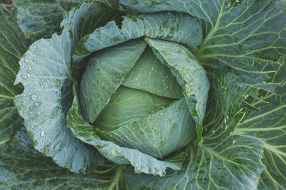 Rare Giant Russian – Garden Vegetable Seeds