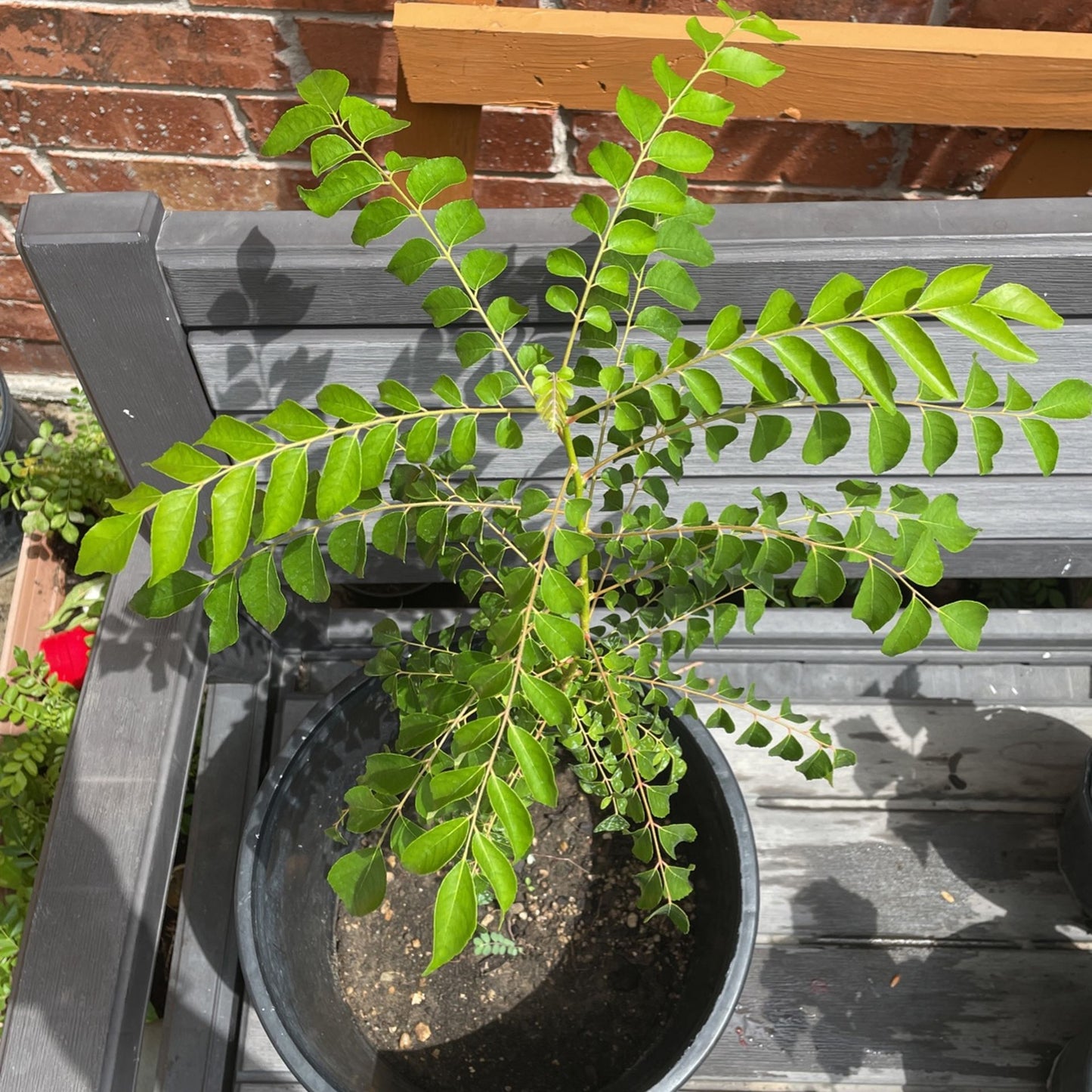 Tall Curry Leaf Plant Seeds – Sri Lankan Ramapatre Type for Home Gardening
