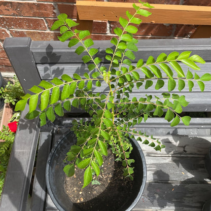Tall Curry Leaf Plant Seeds – Sri Lankan Ramapatre Type for Home Gardening