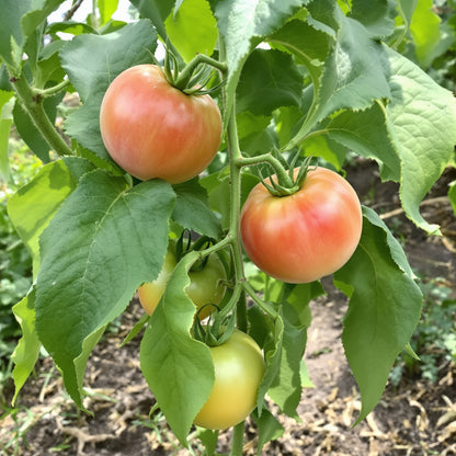 Garden Peach Tomato – Garden Vegetable Seeds