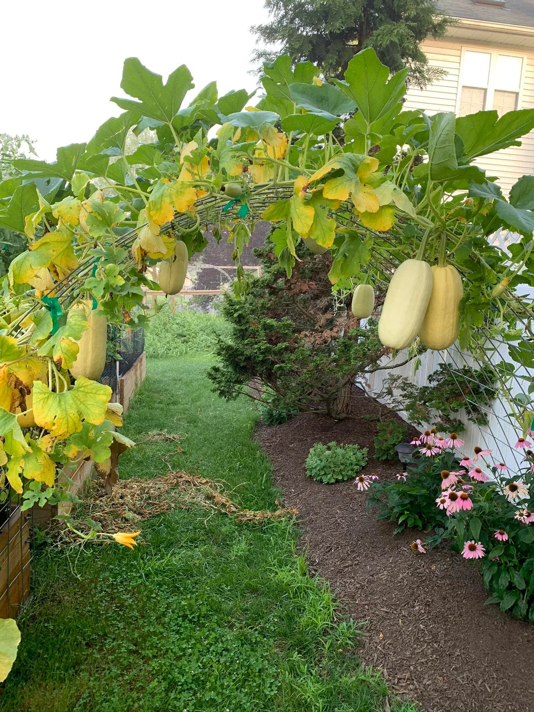 Spaghetti Squash – Vegetable Garden Seeds