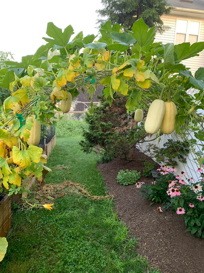 Spaghetti Squash – Vegetable Garden Seeds
