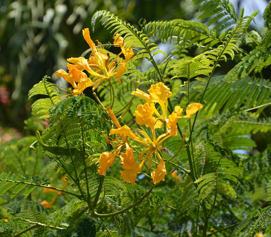 Yellow Golden Poinciana Delonix Regia Flavida – Hardy Tropical Tree Seeds