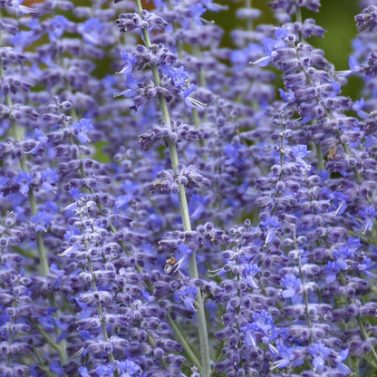 Russian Sage ‘Denim ’n Lace’ Perovskia Atriplicifolia Compact Perennial Vibrant Blue Flowers & Fragrant Foliage