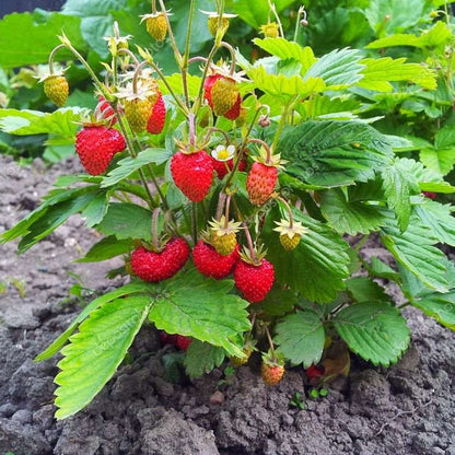 Chandler Strawberry Seeds – Heirloom, Non-GMO, High-Yield Garden Variety