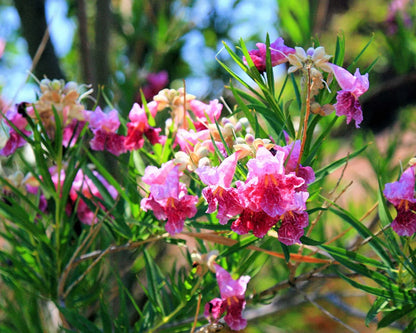 Texas Desert Willow Chilopsis Linearis – Hardy Flowering Shrub Seeds