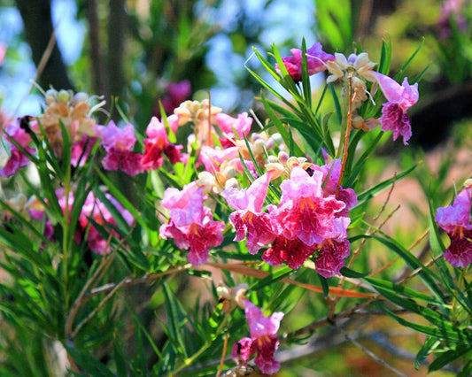 Texas Desert Willow Chilopsis Linearis – Hardy Flowering Shrub Seeds