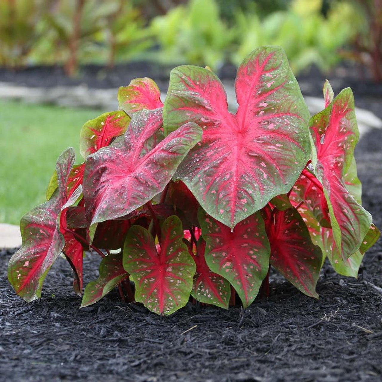 Caladium Bicolor ‘Red Flash’ – Decorative Foliage Plant Seeds