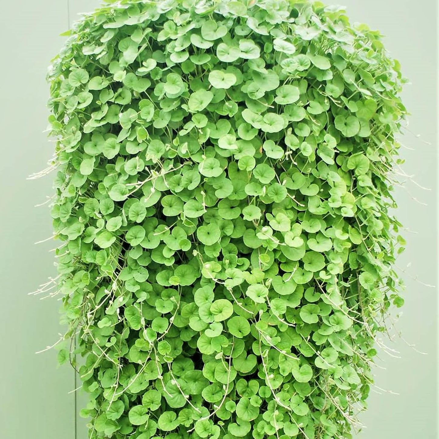 Dichondra Repens (Kidney Weed) Seeds for Planting – Heirloom, Non-GMO, Evergreen Groundcover, Easy to Grow, Perennial Variety