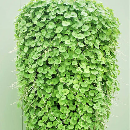 Dichondra Repens (Kidney Weed) Seeds for Planting – Heirloom, Non-GMO, Evergreen Groundcover, Easy to Grow, Perennial Variety
