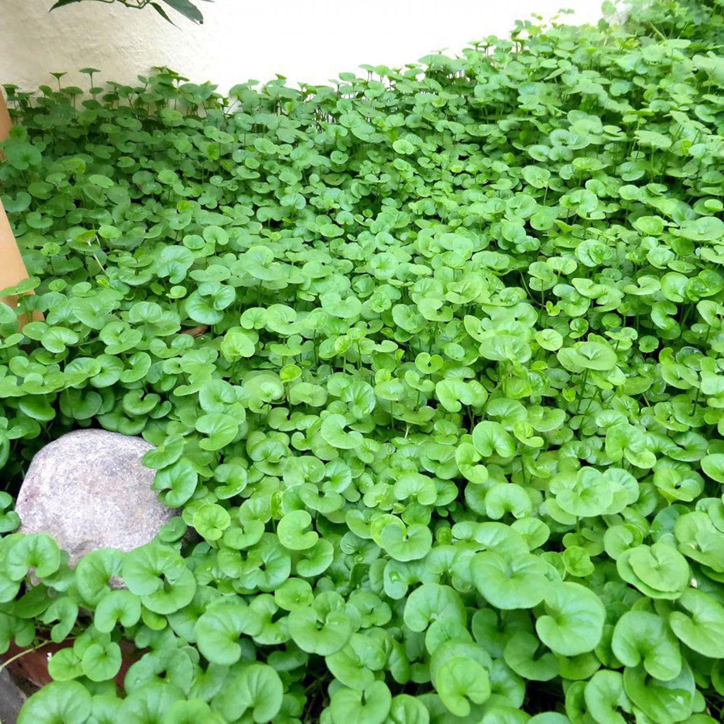 Dichondra Repens (Kidney Weed) Seeds for Planting – Heirloom, Non-GMO, Evergreen, Easy to Grow, Groundcover Variety