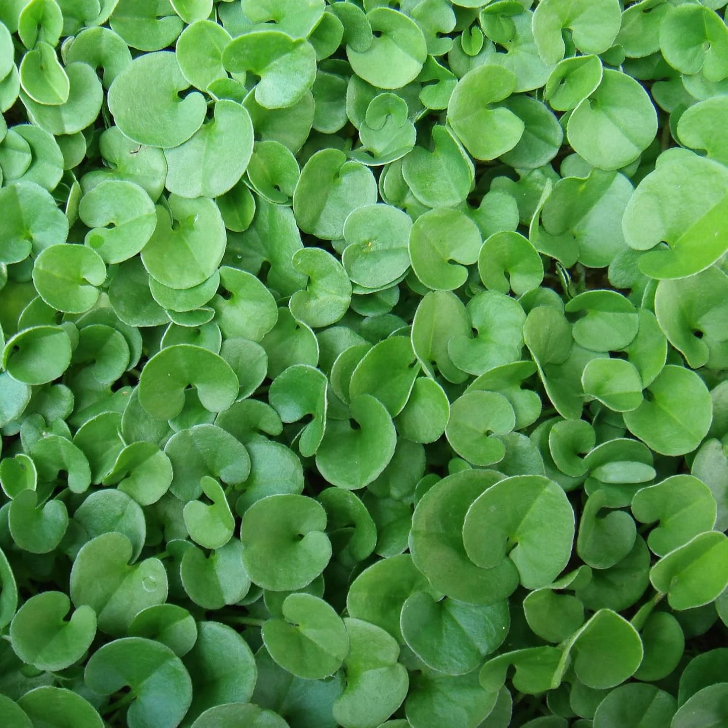 Dichondra Repens (Kidney Weed) Seeds for Planting – Heirloom, Non-GMO, Evergreen, Easy to Grow, Groundcover Variety