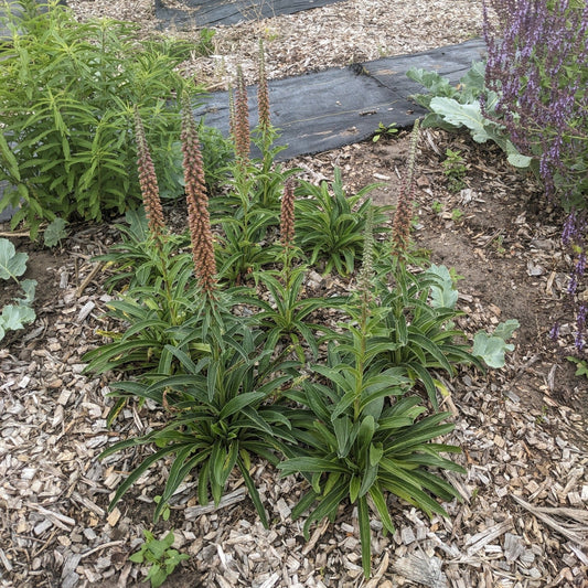 Reddish Bronze Digitalis – Garden Flower Seeds