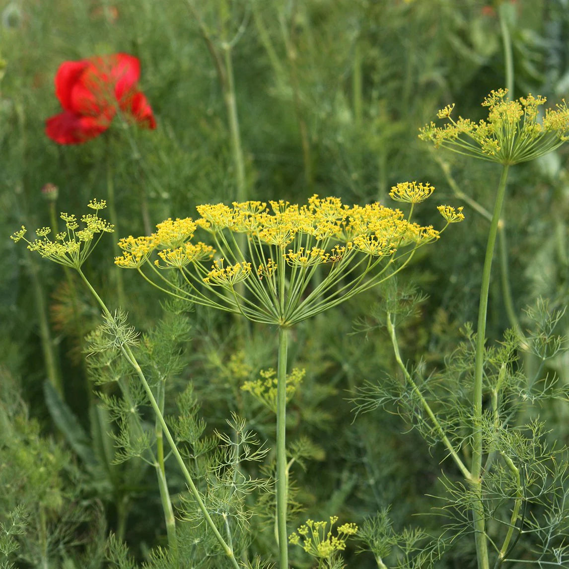 Dill Bouquet Anethum Graveolens – Aromatic Culinary Herb Garden Seeds