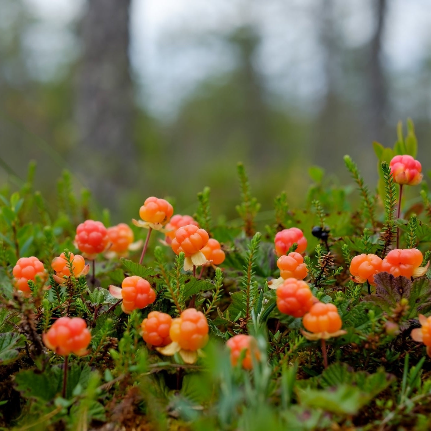 Cloudberry Seeds Rubus Chamaemorus Rare Arctic Berry Sweet-Tart Golden Fruit Plant