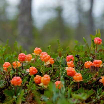 Cloudberry Seeds Rubus Chamaemorus Rare Arctic Berry Sweet-Tart Golden Fruit Plant