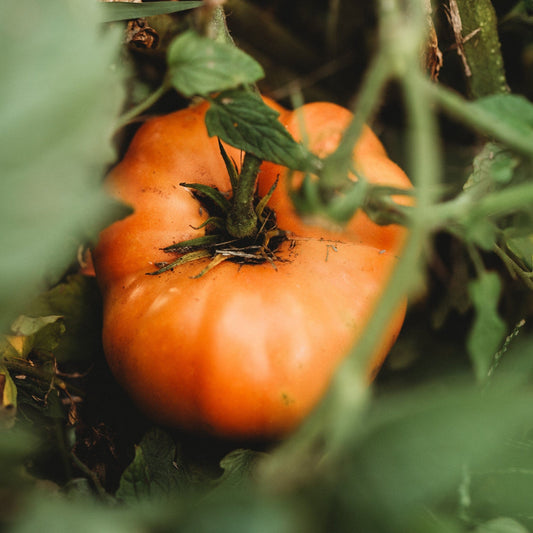 Dr Wyche’s Yellow – Heirloom Tomato Vegetable Seeds