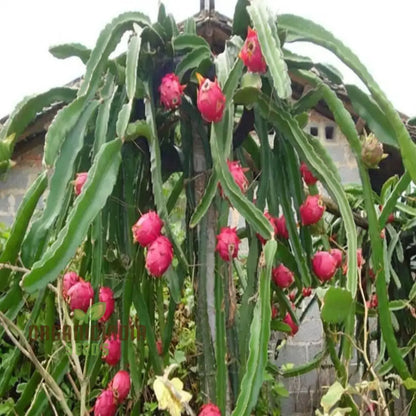 Pitaya (Dragon Fruit) Seeds for Planting – Heirloom, Non-GMO, Fast-Growing, Climbing Cactus Variety