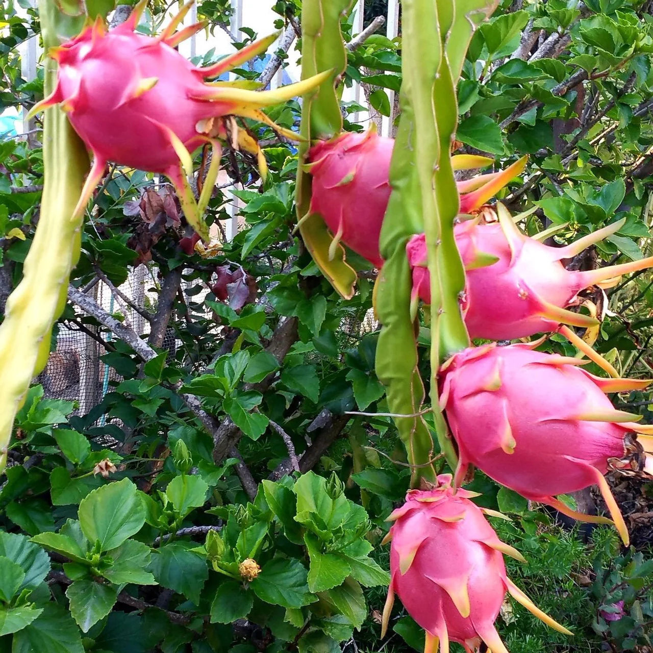 Pitaya (Dragon Fruit) Seeds for Planting – Heirloom, Non-GMO, Tropical Variety, Easy to Grow
