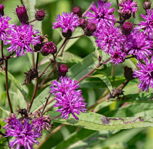 Common Ironweed Vernonia – Colorful Perennial Wildflower Seeds