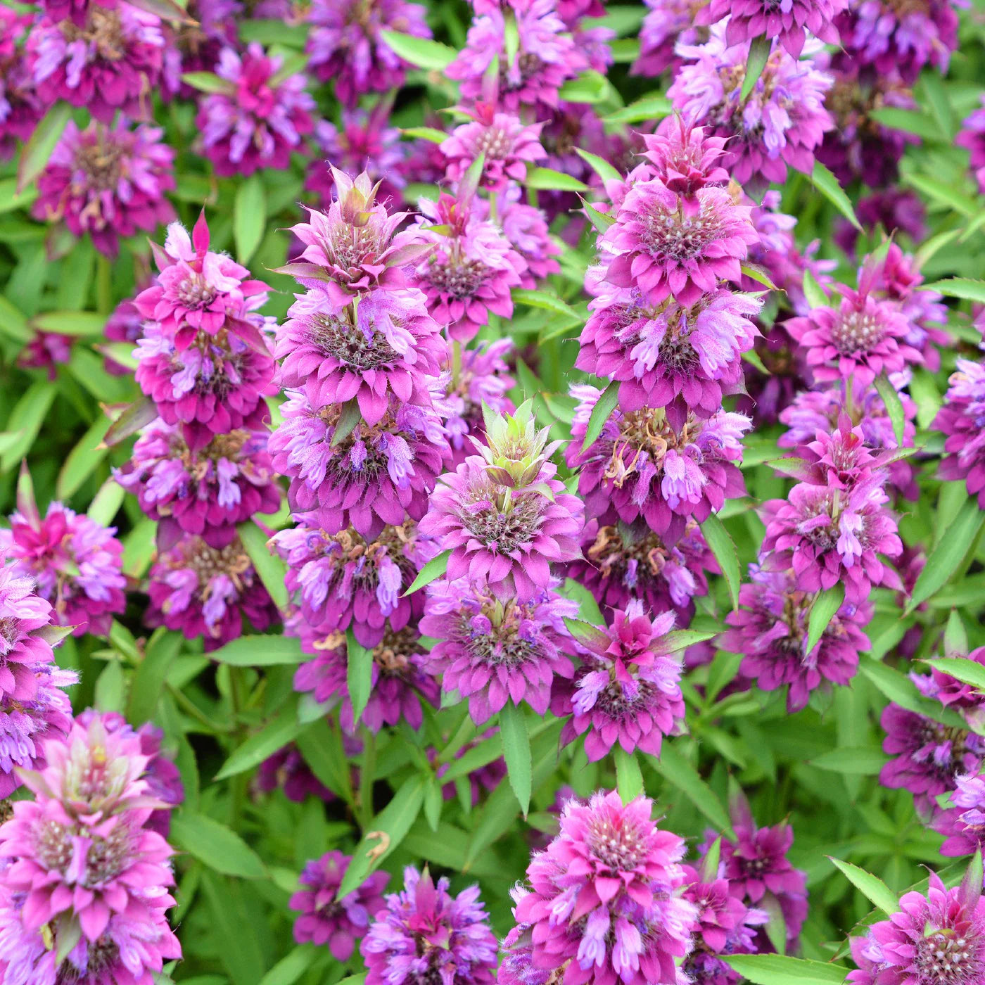 Lemon Mint Monarda Citriodora – Perennial Herb Seeds