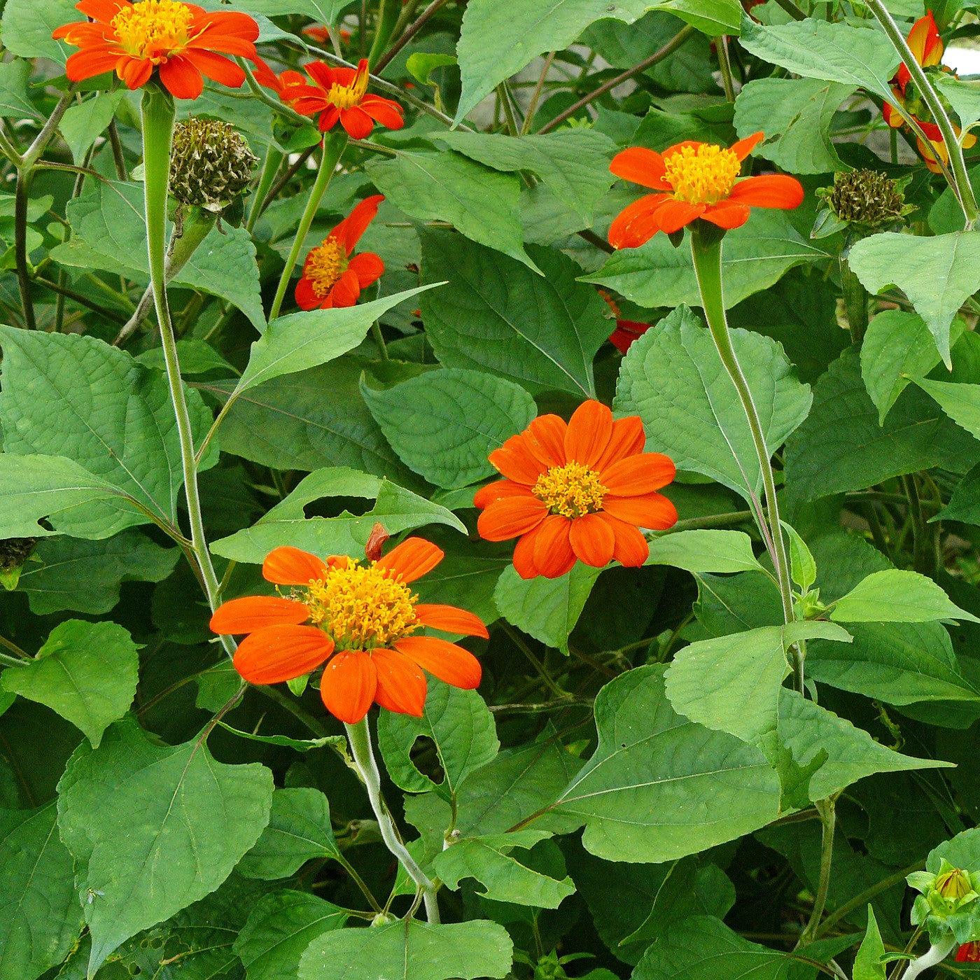 Mexican Sunflower Tithonia – Annual Flower Seeds