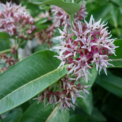 Showy Milkweed Asclepias – Perennial Garden Flower Seeds
