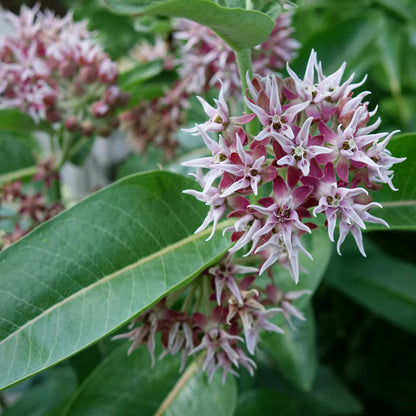 Showy Milkweed – Pollinator Friendly Wildflower Garden Seeds