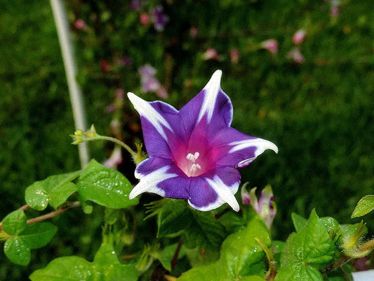 Kikyo Rigel Japanese – Garden Flower Seeds