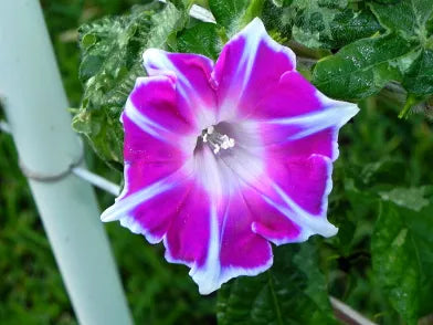 Kikyo Rose Japanese – Garden Flower Seeds