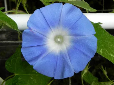 Water Moon Suigetsu – Garden Flower Seeds