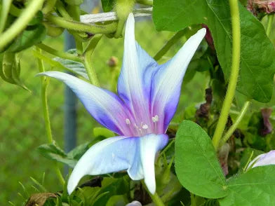 Kikyo Quasar Japanese – Garden Flower Seeds