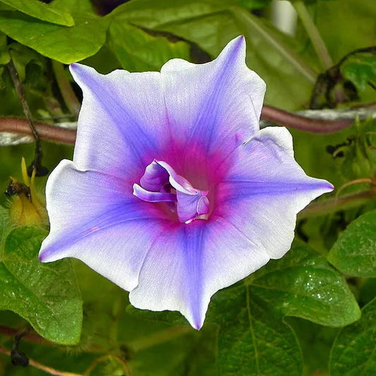 Kikyo Sora Japanese – Garden Flower Seeds